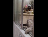 Cats loves playing with water