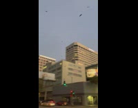 Group of crow fly and caws in the sky at sunset