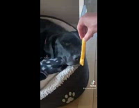 Collab BitchMP - Black dog wakes up for french fry