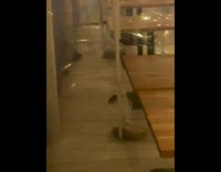 Rats infest outdoor dining area plastic dividers 