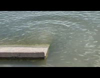 Two turtles swim away after greeted by girl