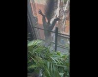 Wild squirrel crawl down  window screen apartment
