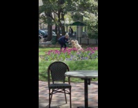 Woman take pictures two dogs sit beside flowers