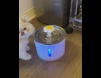 Cat drinks water from flower fountain 