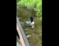 Black grey white duck swims by boat 