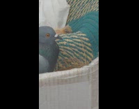 Baby pigeon on the nest beside its mother