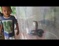 Wild cobra caught inside a jar while kid kisses it
