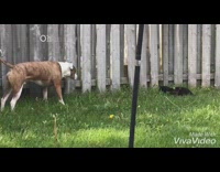 Brown white dog scared of black cat