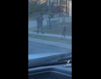 Collab BitchIG2 - Dog walking on sidewalk like person on leash