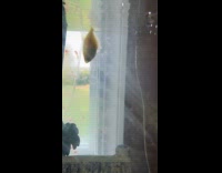 Tetra fish doing spins inside the tank 