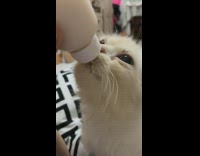 Difference between white kitten and grown up 