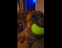 Submitter teasing pet dog with squeaky toy 