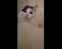 Cat slaps camera from bathtub 