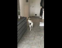 Dog walking in notices treat and walks over backwards