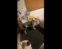 Girl teases dog scared of hair dryer