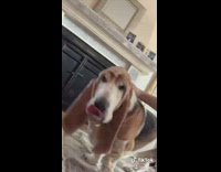 Collab BitchMP - Dog howl sounds like autotune 