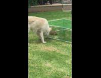 Dog looks at turtle inside green cage 