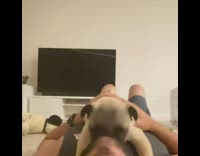 Pug laying on guy licks his face 