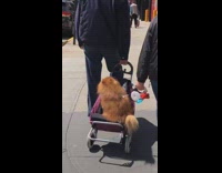 Pomeranian Dog Goes on a Walk in Stroller 