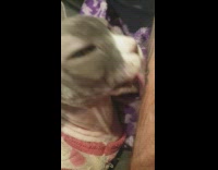 Collab DailyDoseOfInternet - Cat lick arm and make funny noises