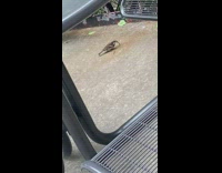 Collab DailyDoseOfInternet - Sparrow bird remove wings and eat dragonfly 