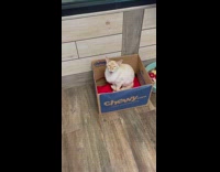 Cat inside of chewy box saying wow 