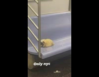 Collab Subway Creatures - Hairy guinea pig eats on train