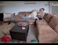 Collab Clips MPUGC - Dog and hooman play fighting on couch