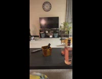 Orange cat walks into house with rodent