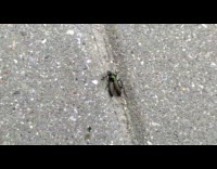 Black ant carries drags green beetle bug