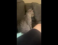 Grey cat sitting on couch turns around with one eye closed