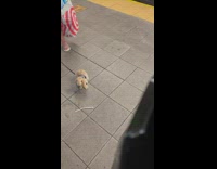 Bunny on leash found at station 