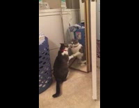 brown white cat pawing at mirror