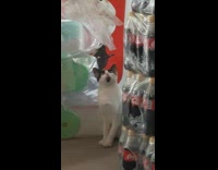 Funny cat look surprised illusion chin fur