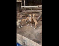 Rescued stray dogs on shelter plays together
