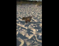 Small brown dog trying to run on sand 