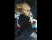 Dog eats ice cream cone