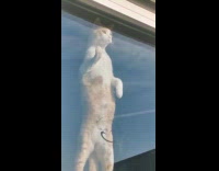 Collab PLC - Cat Indoors Stands and Leans on Glass