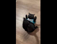 Collab Clips MPUGC - Cat squirming from wearing shirt