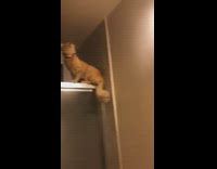 Cat sits on top of shower door 