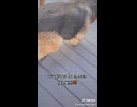 German shepherd corgi takes sock 