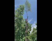Person wearing dinosaur costume on high tree cutting branch