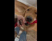 Labrador retriever wont let go of elf doll in mouth