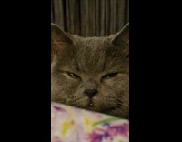 Sleepy cat tries not to fall asleep