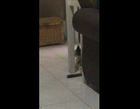 Girl meows loudly annoys cat says sorry