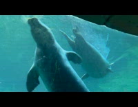 Seal Greets Man Underwater Behind See Through Glass