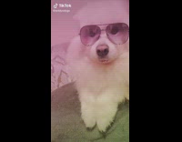 Dogs dance to music for holiday 