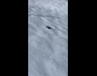 Collab BitchMP - Guy sliding down snow slopes backwards