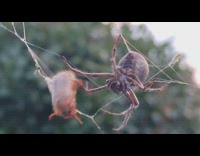 Spider wrap bug with web close up