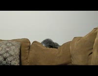 Owner prank asleep cat fall down pillow